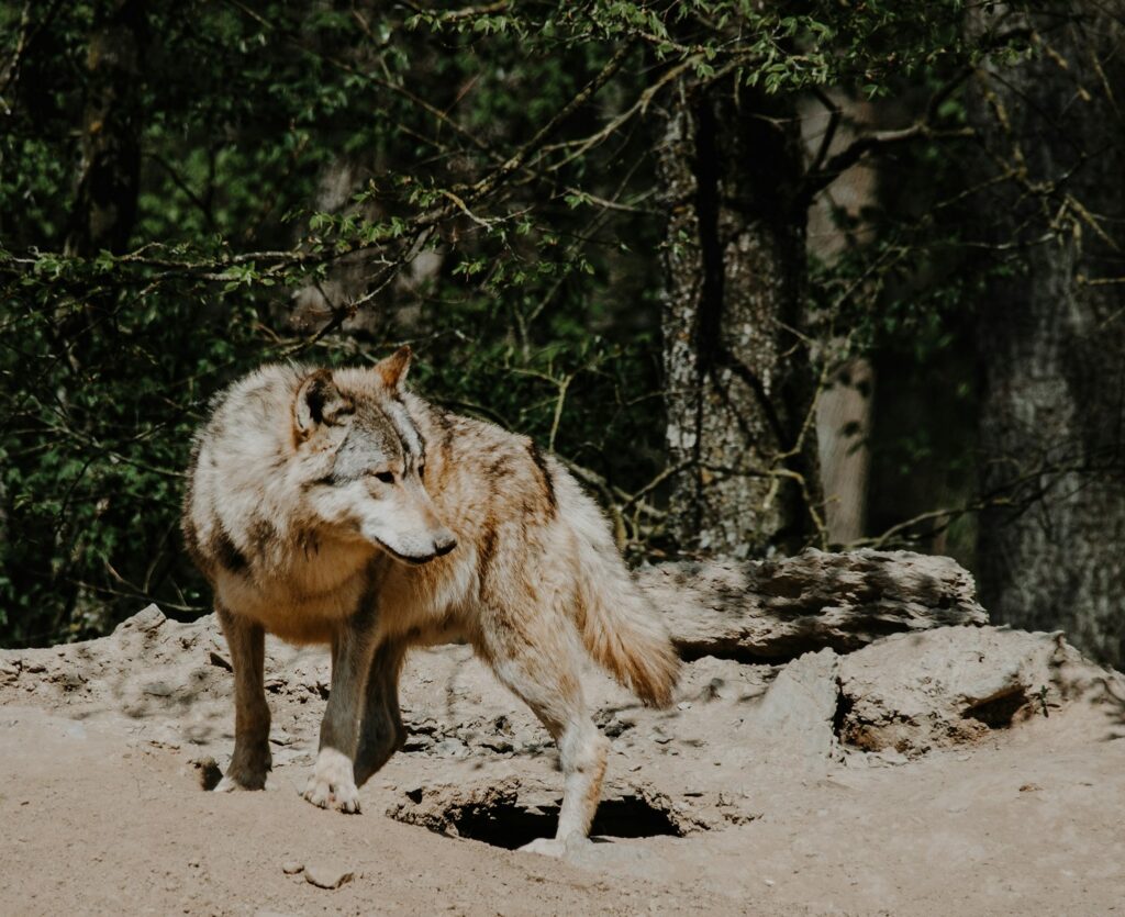 A lone wolf standing in the middle of a forest