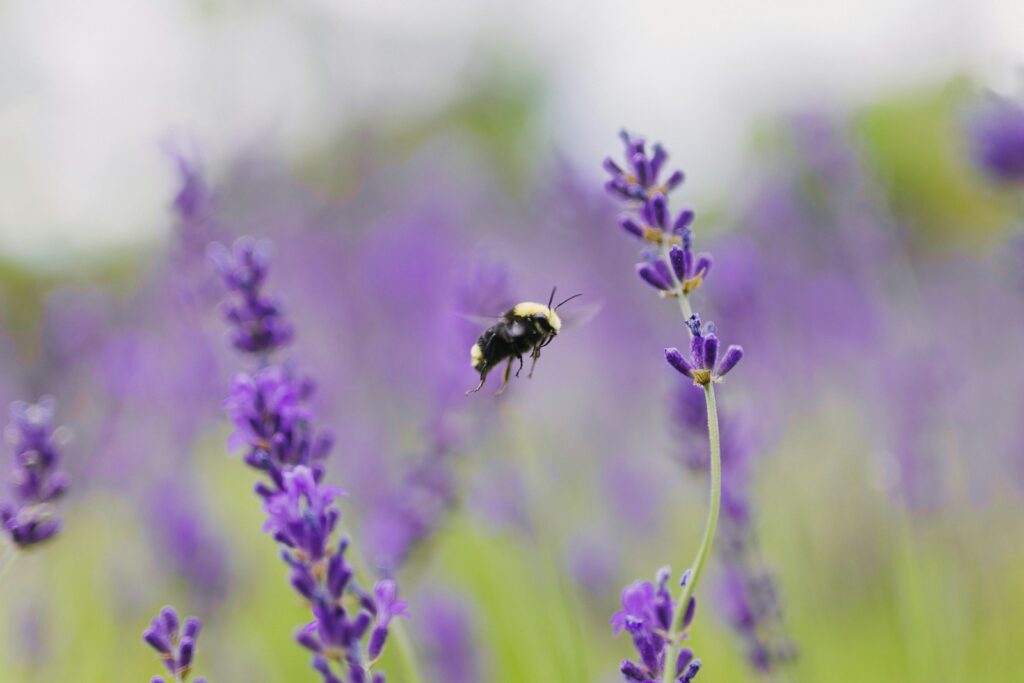 bee near purple flower