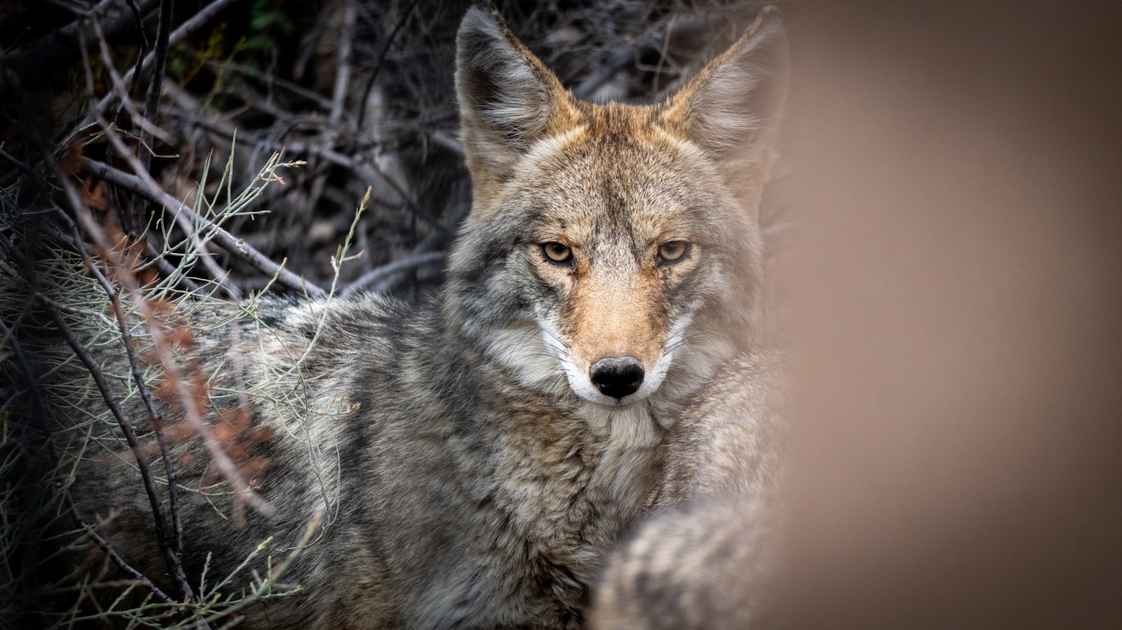 A coyote gazes intensely at the viewer.