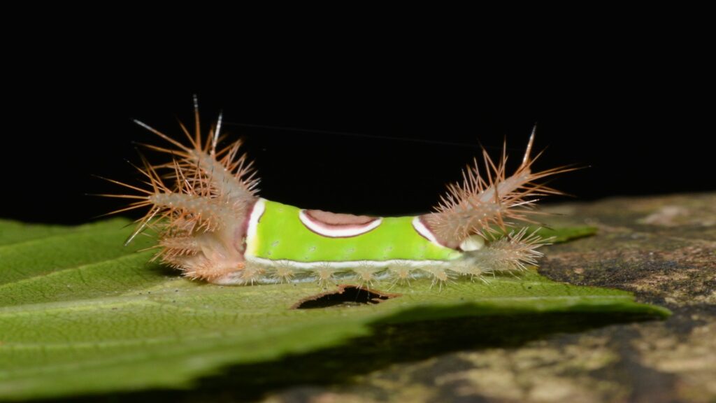 A saddleback caterpillar displaying long, green and white hair, emphasizing its unique and eye-catching characteristics.