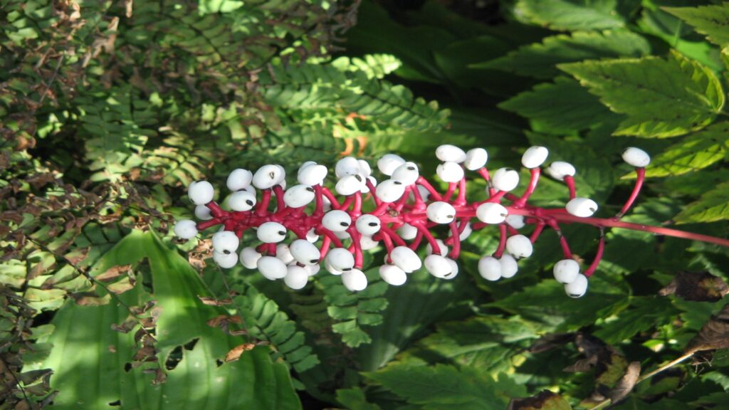 White baneberry plant featuring clusters of striking white berries with red accents, resembling doll's eyes.