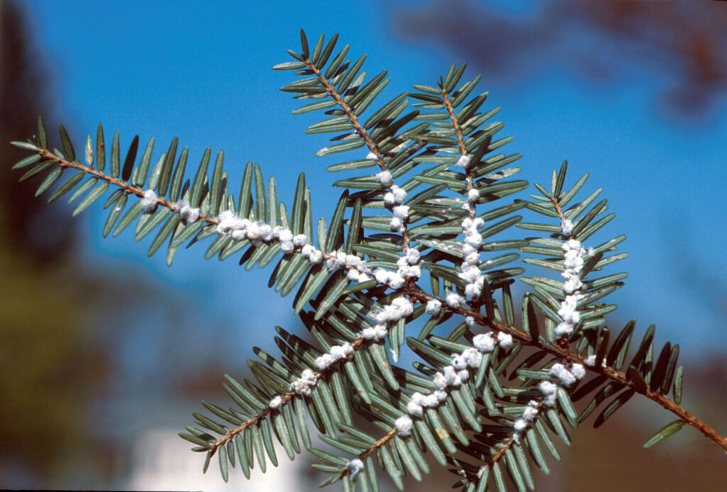 A pine branch featuring small white berries, highlighting the intricate details of this evergreen plant.