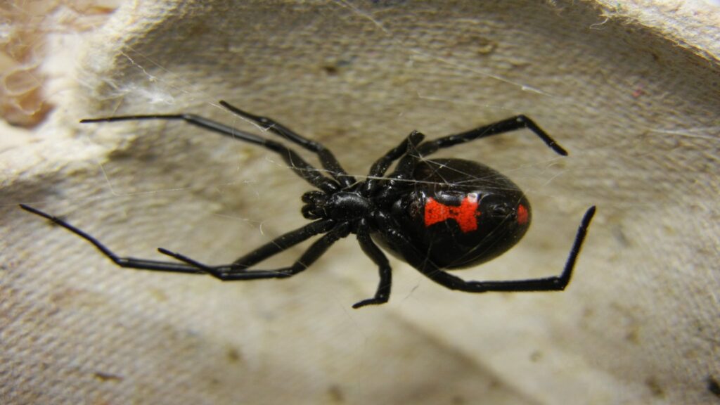 Female black widow spider with glossy black body and striking red hourglass marking on its abdomen, poised on a web.