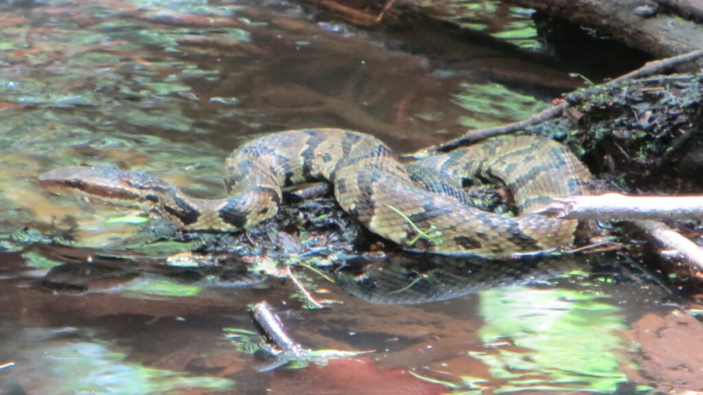 A cottonmouth snake lounges on a log in the water, blending into its surroundings with its dark, glossy scales.