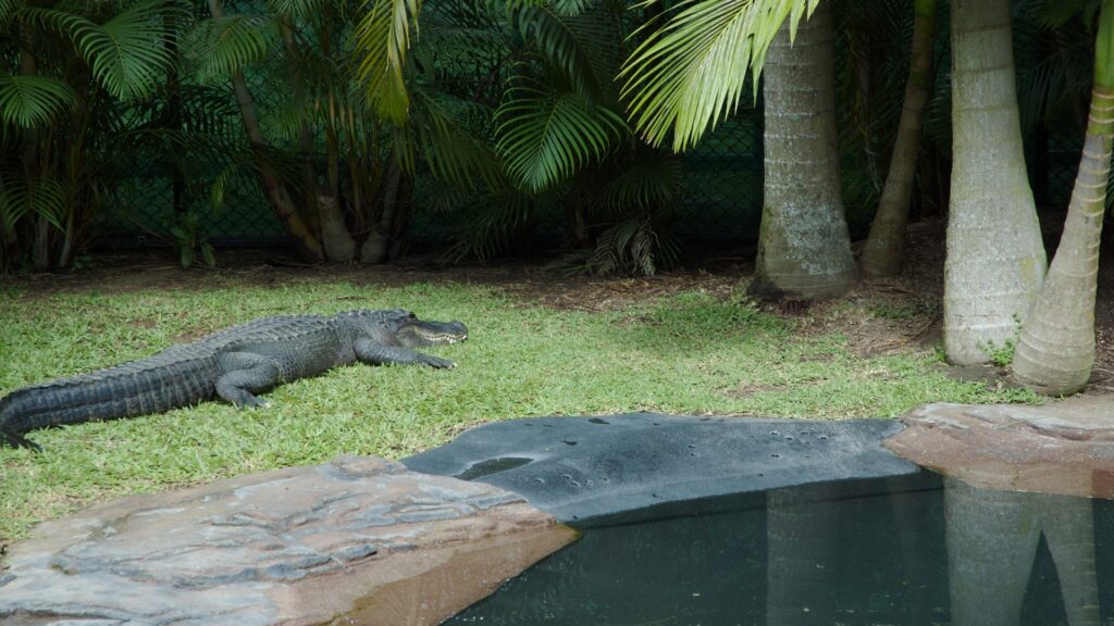 A large alligator rests on the grass beside a tranquil pond, blending into the natural surroundings.