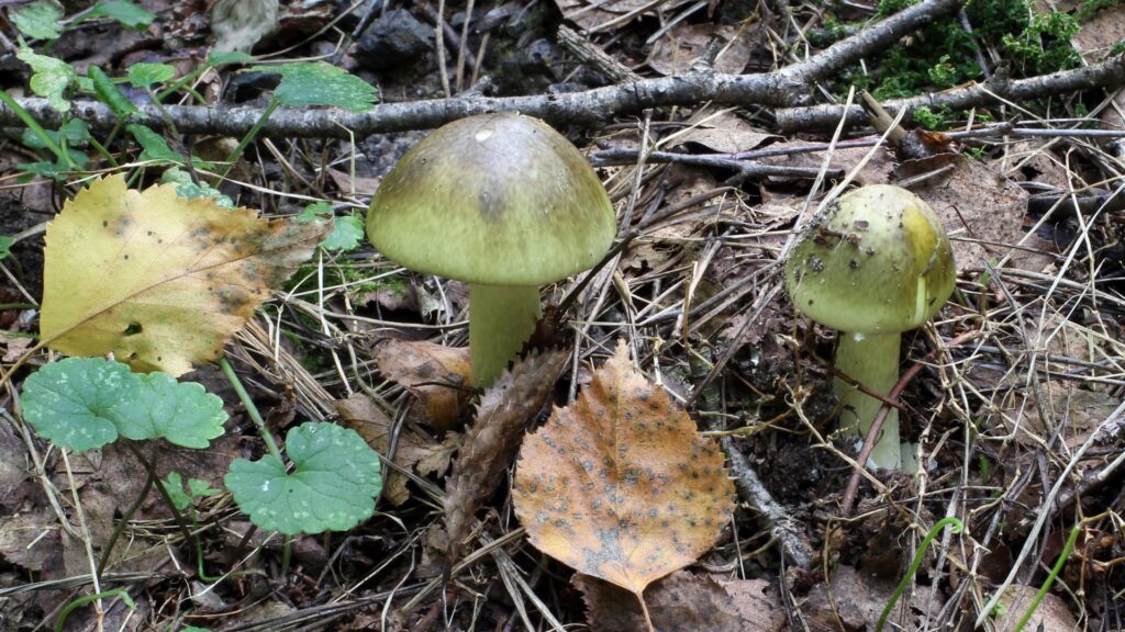 Two Amanita phalloides mushrooms sprout from the ground, partially obscured by leaves in a woodland environment.
