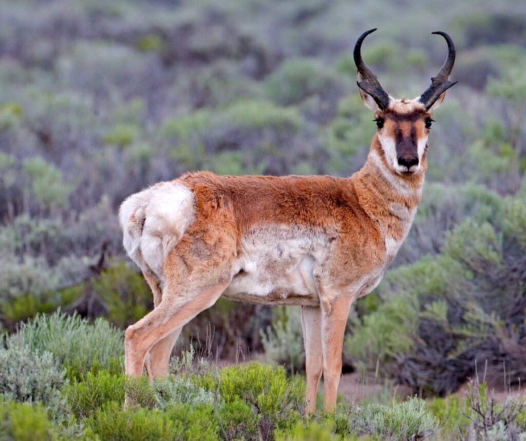 The Sonoran pronghorn stands gracefully in a lush green field, surrounded by tall grass under a clear blue sky.