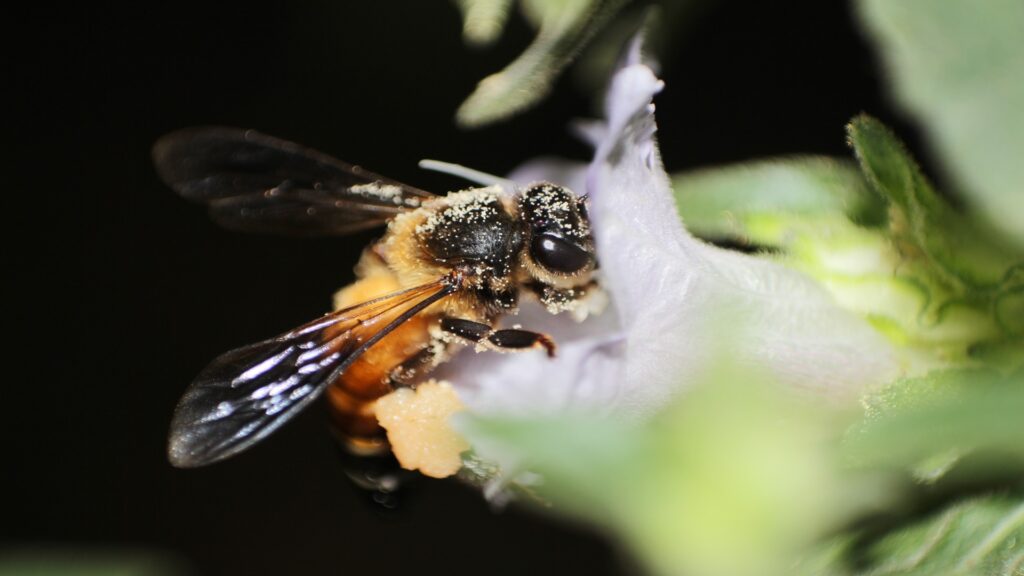 A honey bee perched on a vibrant flower, contrasting against a dark background, showcasing nature's delicate beauty.