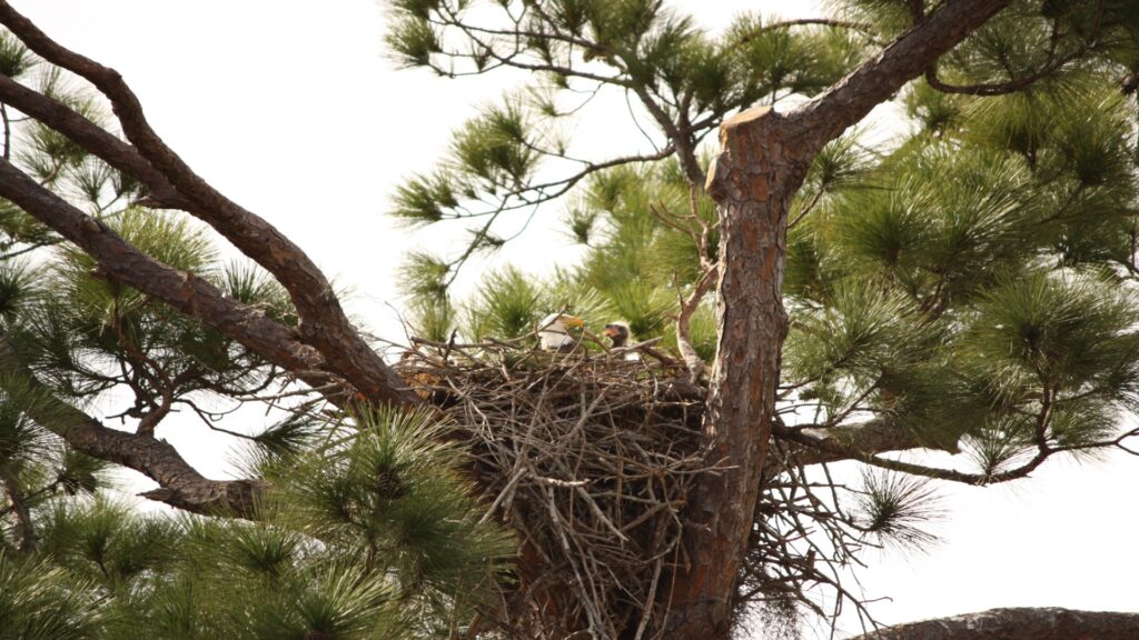 A bird rests in its cozy nest, perched high in a tree, with sunlight filtering through the surrounding foliage.