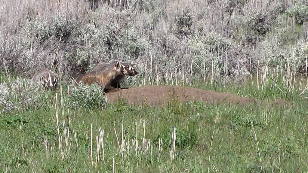 A badger resting on a rock surrounded by green grass in Yellowstone National Park, highlighting its unique features and habitat.