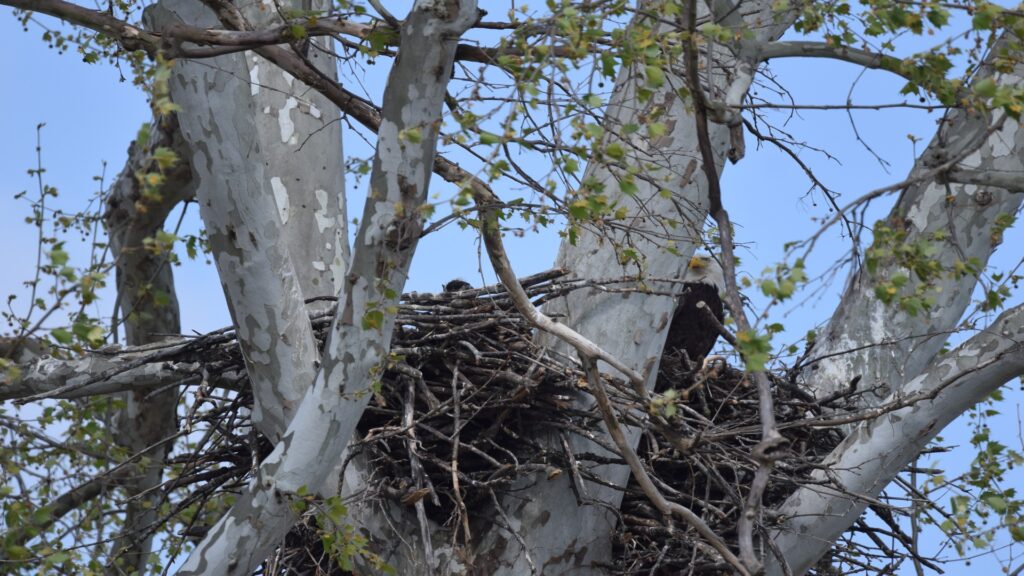 A strong tree branch cradles a bird nest, featuring a bird nestled inside, blending harmoniously with the surrounding leaves.