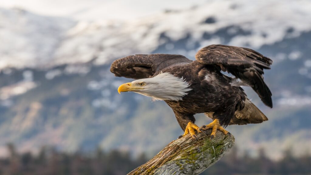 A majestic bald eagle perched on a tree stump, surrounded by the natural beauty of Alaska's wilderness.