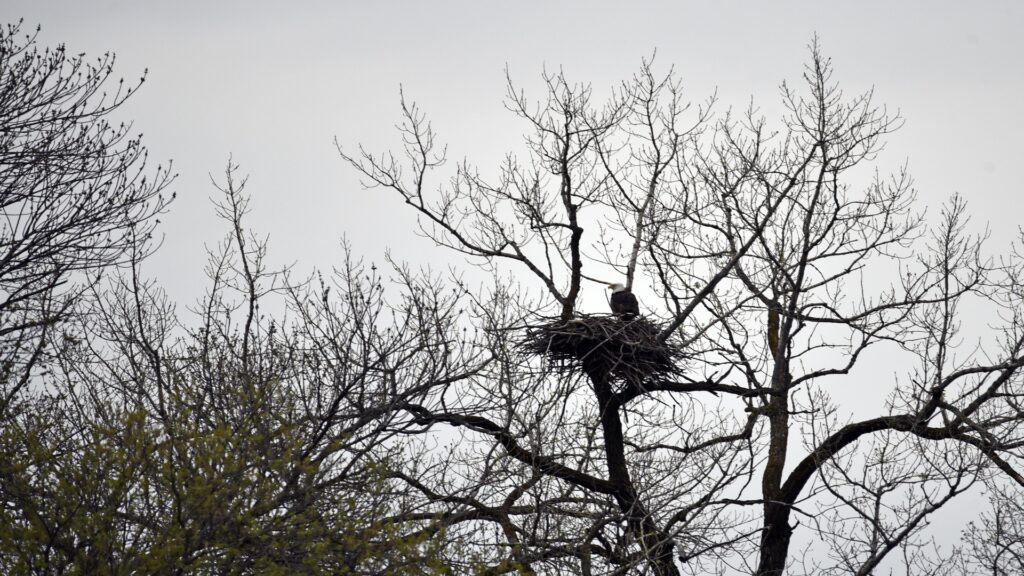 A bald eagle rests on its expansive nest high in a tree, symbolizing strength and the beauty of wildlife.
