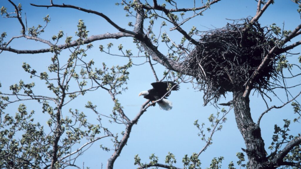 A majestic bald eagle rests atop its nest in a tree, embodying strength and vigilance in nature.