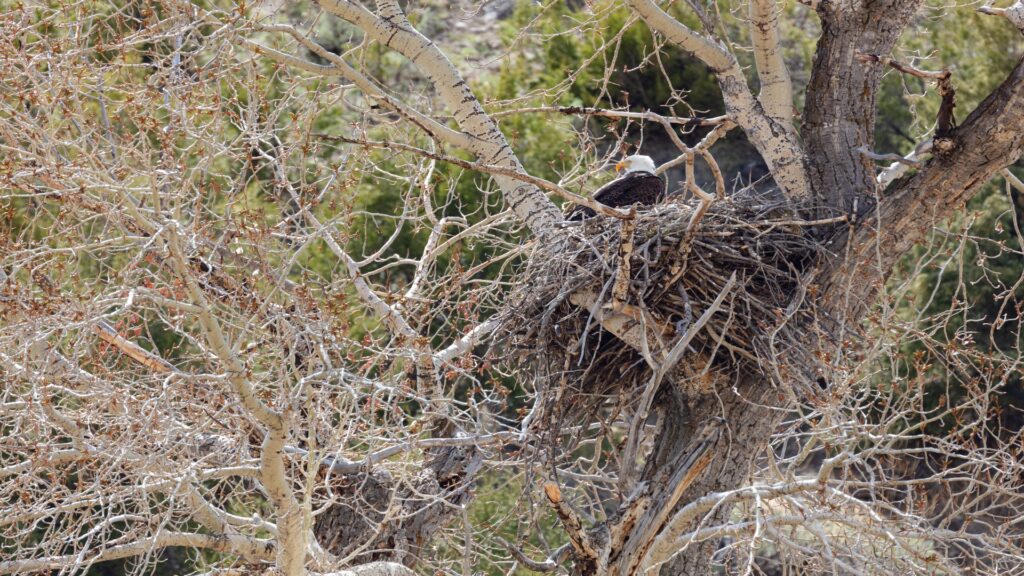 A bald eagle resting in a sturdy nest high in a tree, symbolizing strength and the beauty of wildlife.