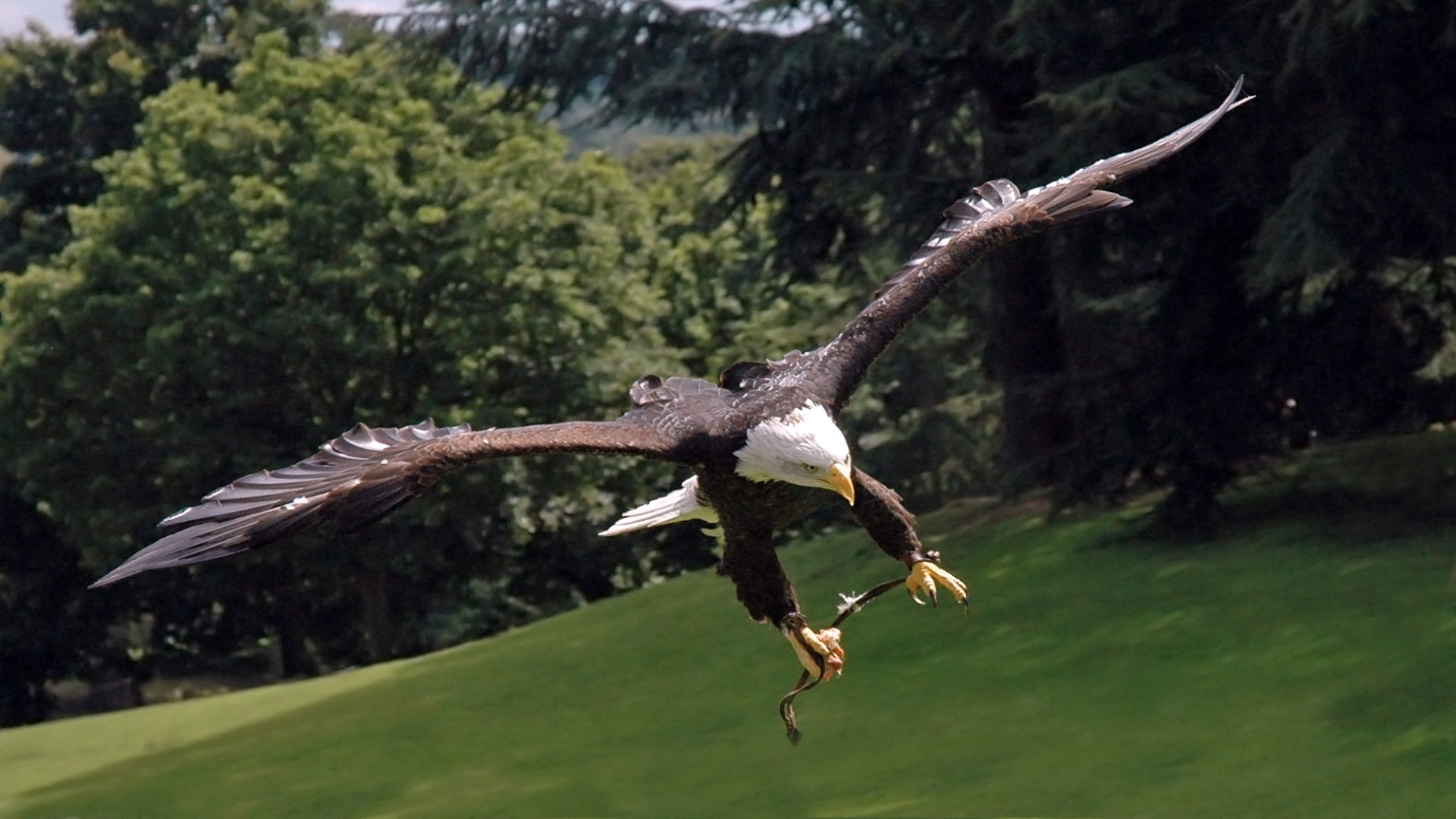 A bald eagle displaying its powerful talons, ready to soar, with a backdrop of vibrant blue sky.
