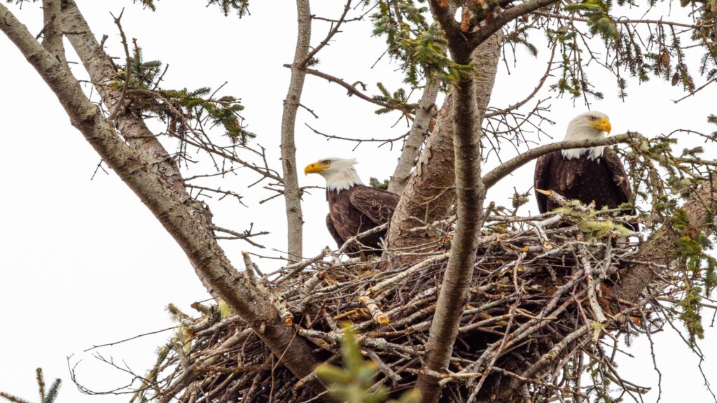 Two bald eagles perched on their large nest, surrounded by twigs and branches, overlooking their territory.
