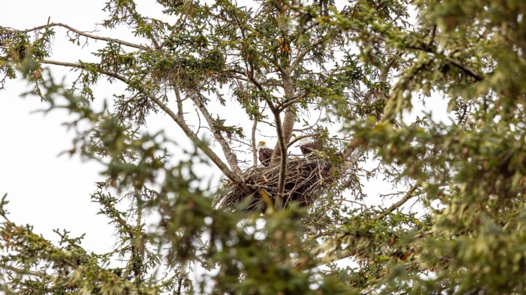A powerful eagle sits gracefully in a tree, embodying strength and vigilance in its natural habitat.