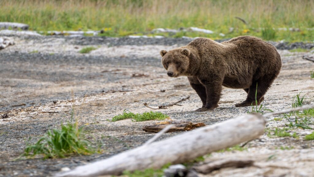 A brown bear strolls along the sandy beach at Katmai National Park, showcasing its natural habitat and majestic presence.