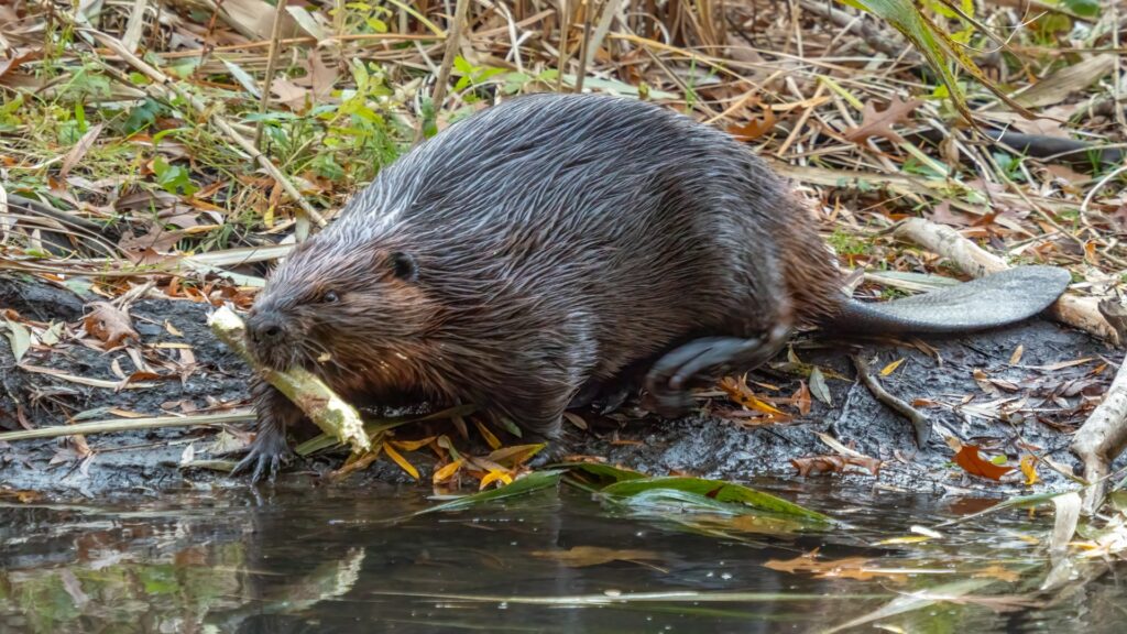 A beaver in the water with its mouth open, revealing its prominent teeth as it prepares to communicate or eat.