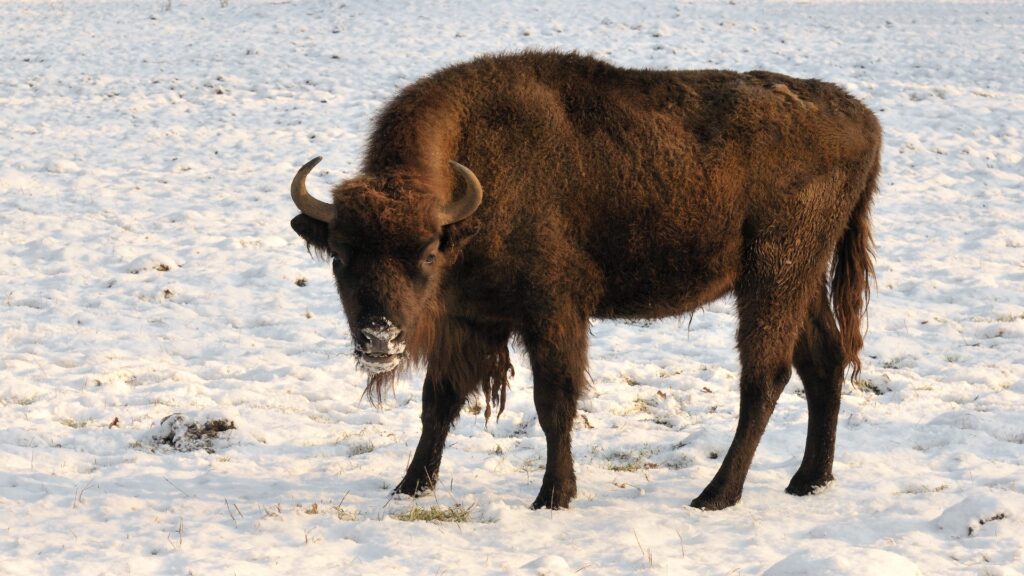 A solitary bison stands majestically in a snowy landscape, its thick fur contrasting with the white snow around it.