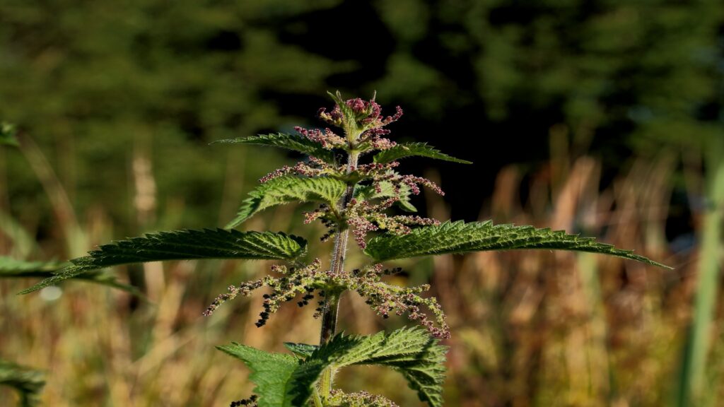 A vibrant Urtica dioica plant with striking purple flowers stands tall in a lush green field under a clear blue sky.