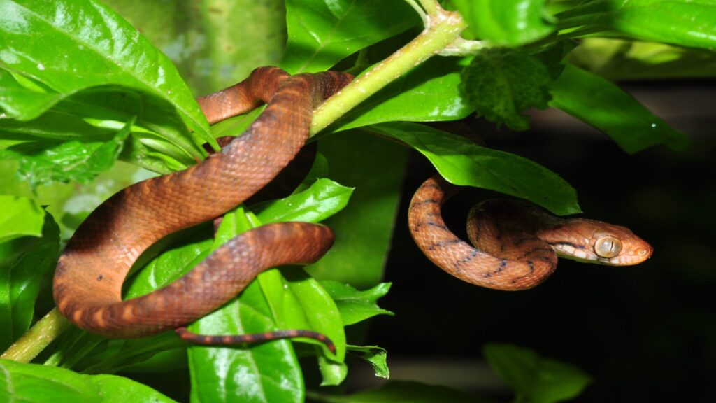 A brown tree snake rests on a vibrant green leaf, blending subtly with its natural surroundings.