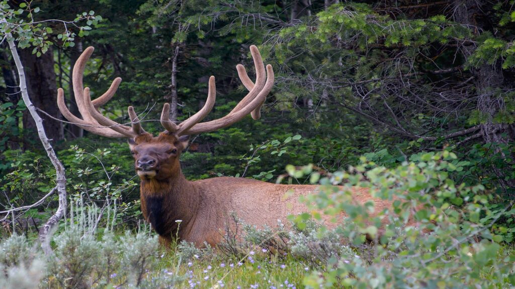 A majestic elk with impressive antlers stands in a lush forest at Grand Teton National Park, surrounded by tall trees.