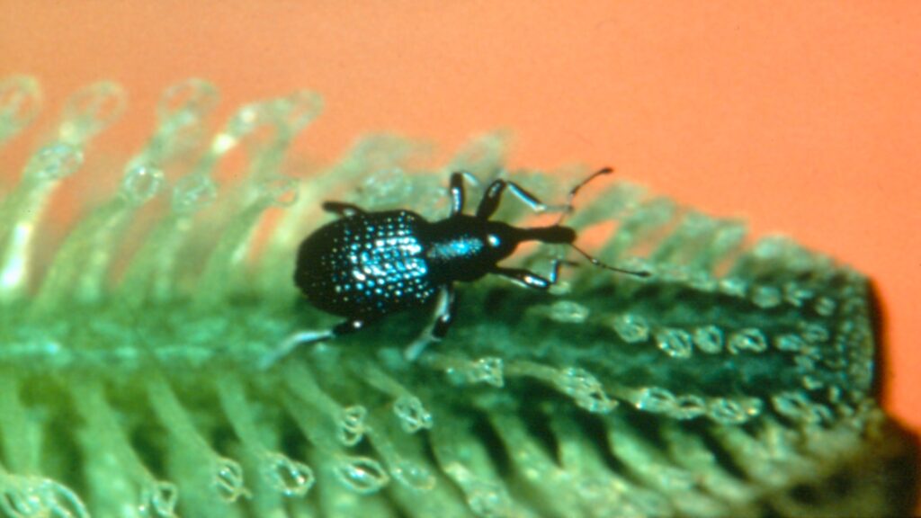 An insect on a bright green leaf, illustrating the connection between flora and fauna in the ecosystem.