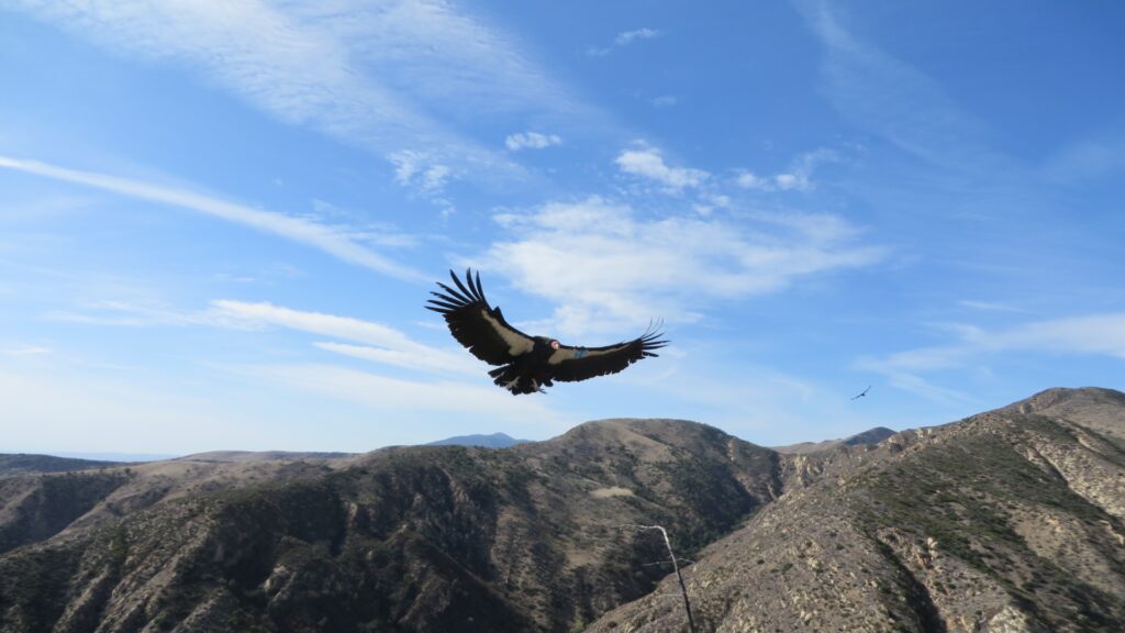 A California condor soars gracefully above a rugged mountain range, showcasing its impressive wingspan against the sky.