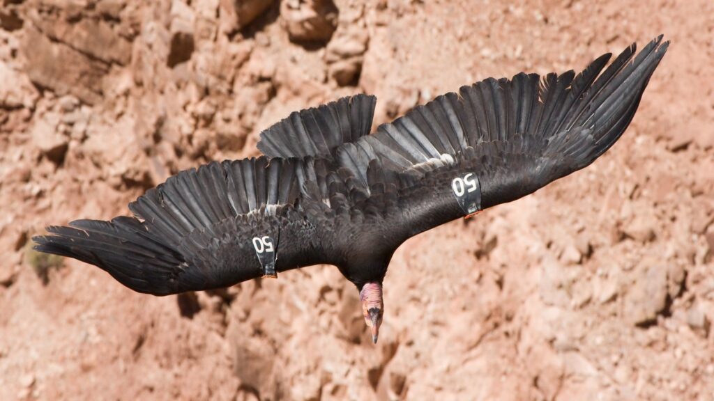 A California Condor soars gracefully above a rugged cliff, showcasing its impressive wingspan against a clear blue sky.