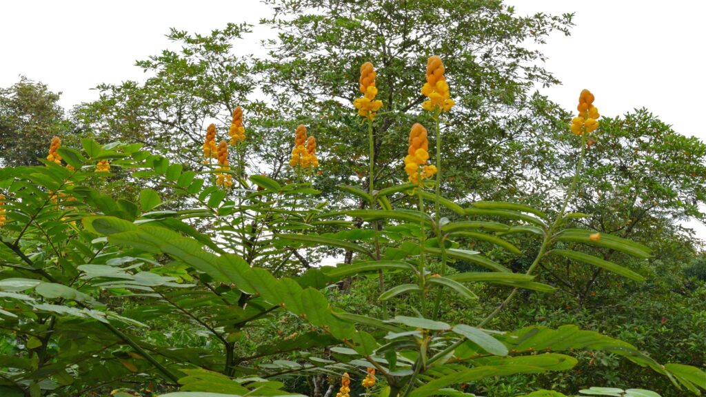 A vibrant cluster of yellow flowers blooms amidst the greenery of a serene forest setting.