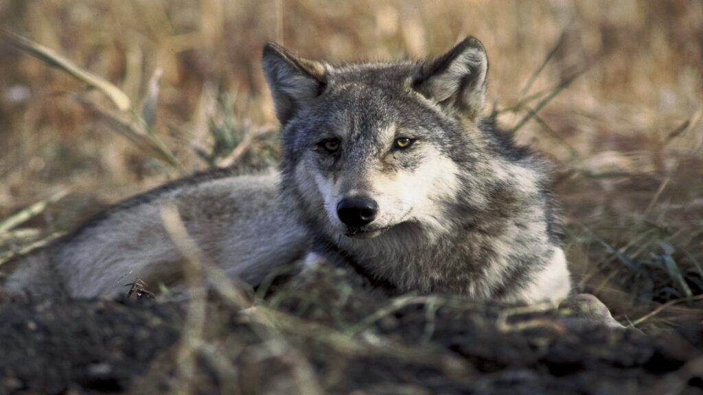 A gray wolf lies comfortably in the grass, its fur glistening in the sunlight as it enjoys a moment of tranquility.