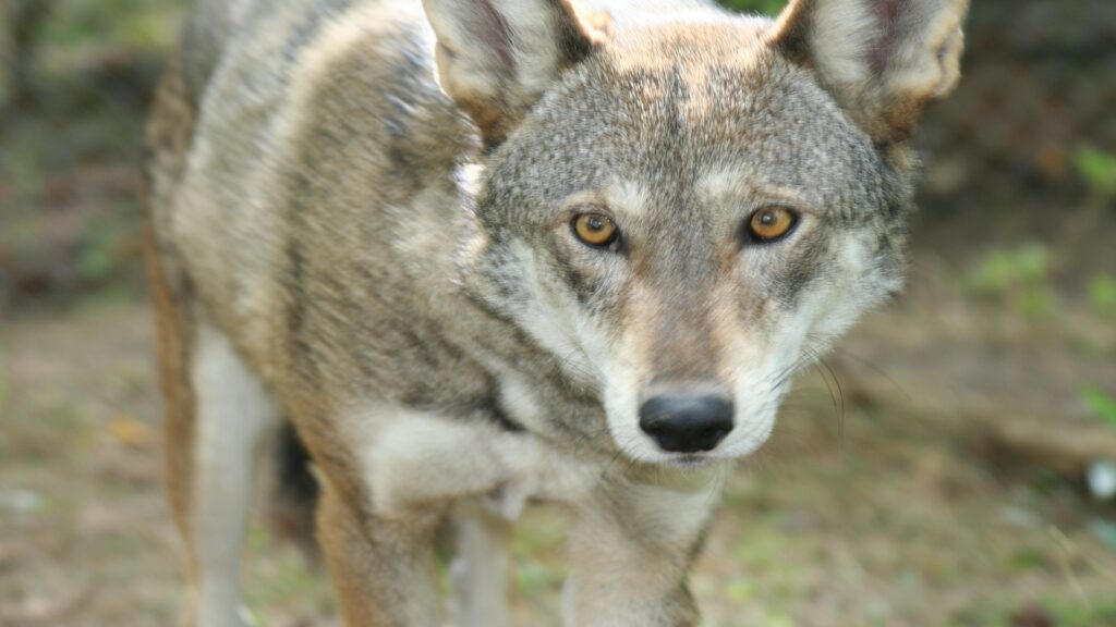 A majestic wolf traverses a grassy landscape, its keen eyes scanning the environment for movement.