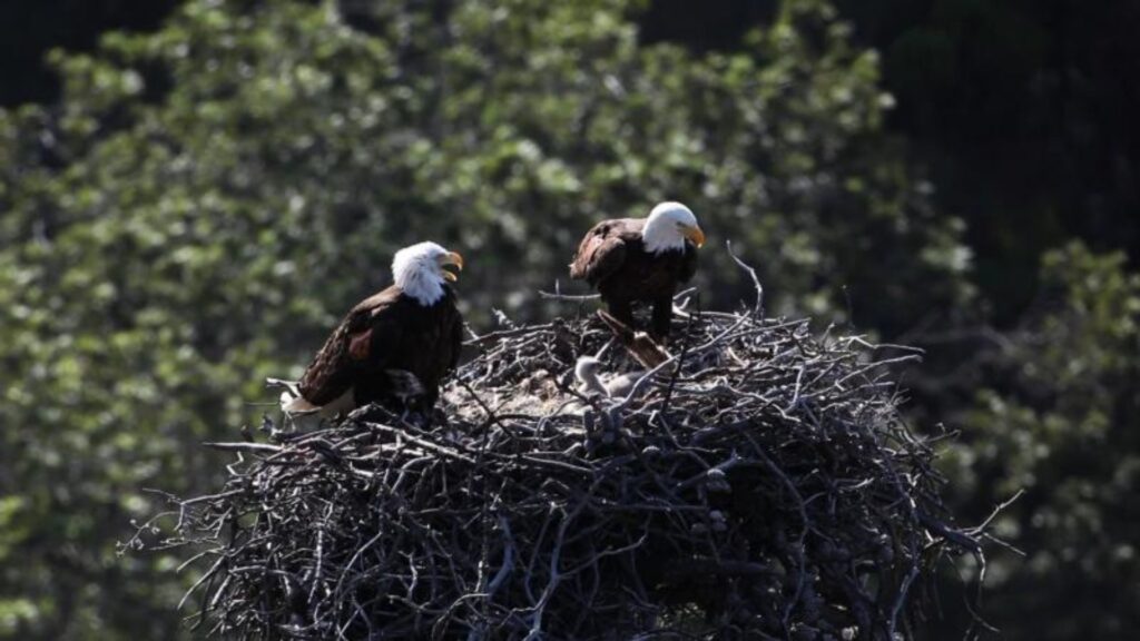 A pair of bald eagles resting atop their nest, symbolizing strength and partnership in nature.