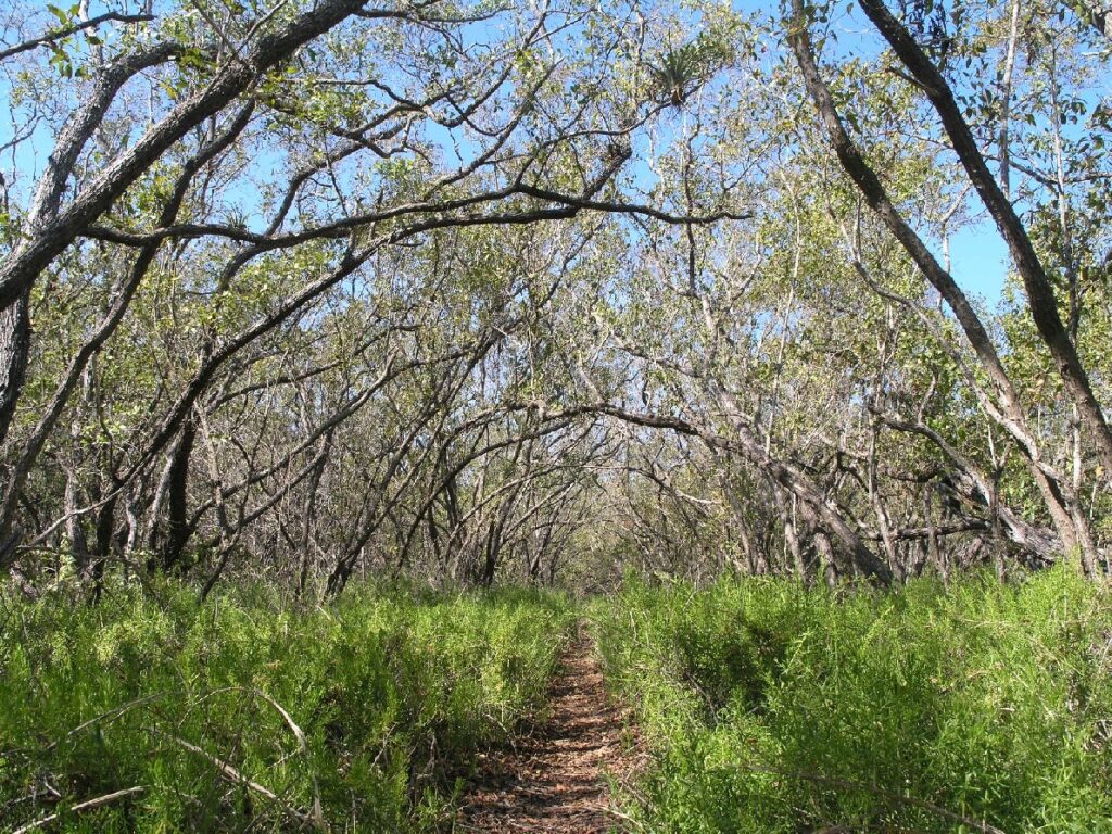 A serene forest trail winding through tall trees and lush green grass, inviting exploration and connection with nature.