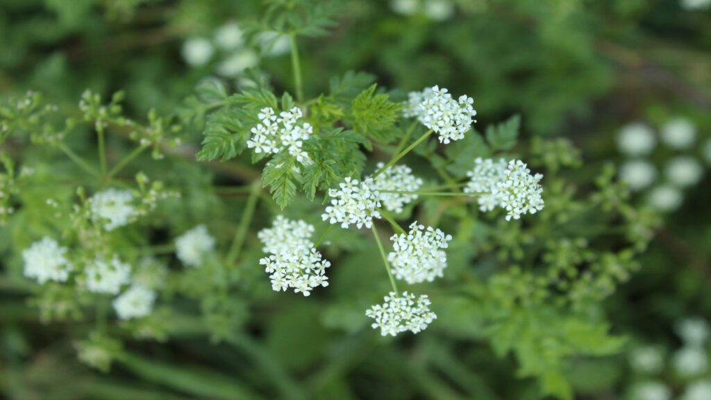 A vibrant plant showcasing delicate white flowers amidst lush green leaves, adding beauty to any garden setting.