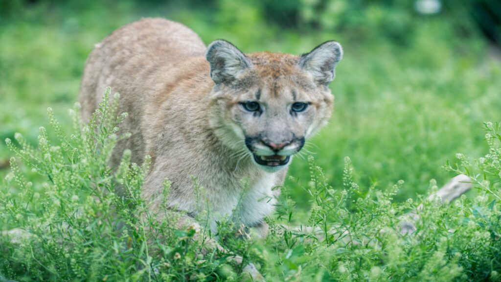 A mountain lion walks confidently through lush green grass, showcasing its sleek form and natural grace.