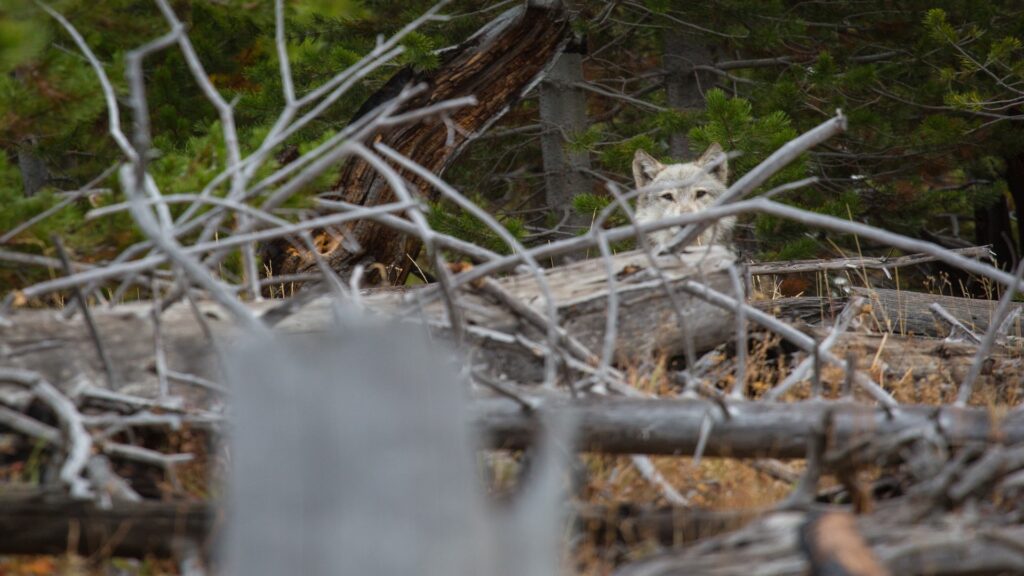 A wolf perched on a fallen tree, observing its surroundings, captures the essence of wilderness and natural beauty.