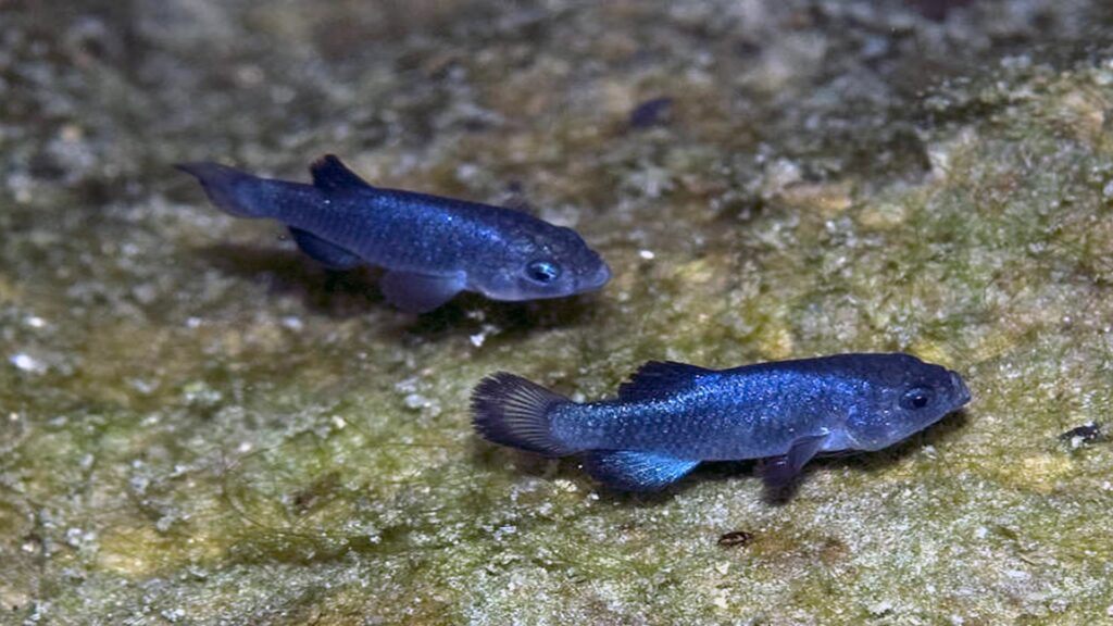 Two blue fish calmly positioned on the ocean floor, blending with the sandy substrate and small rocks nearby.