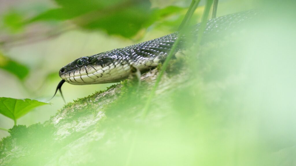 A striking black and white snake lounges on a tree branch, showcasing its unique pattern against the bark.