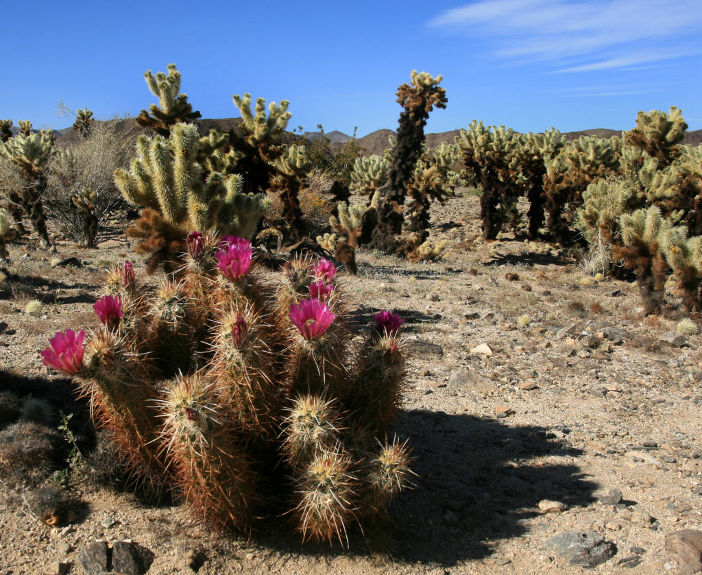 Echinocereus engelmannii in bloom and Cylindropuntia bigelovii in Joshua Tree National Park.