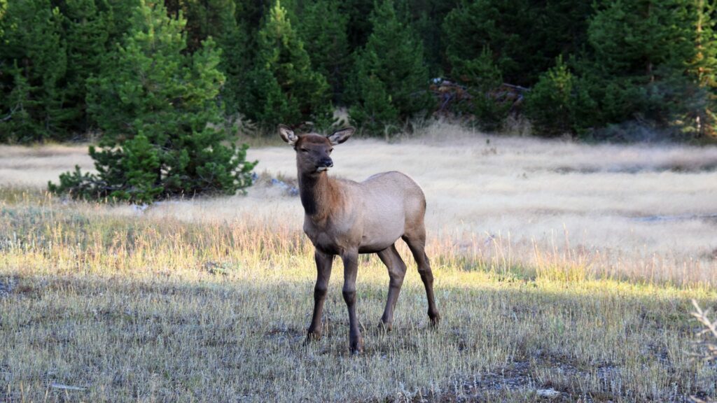 A young elk stands gracefully in a field, surrounded by trees at Yellowstone National Park.