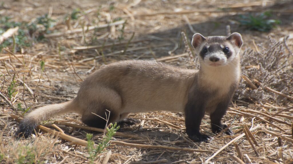 A black-footed ferret stands alert in lush green grass, showcasing its slender body and distinctive black markings.