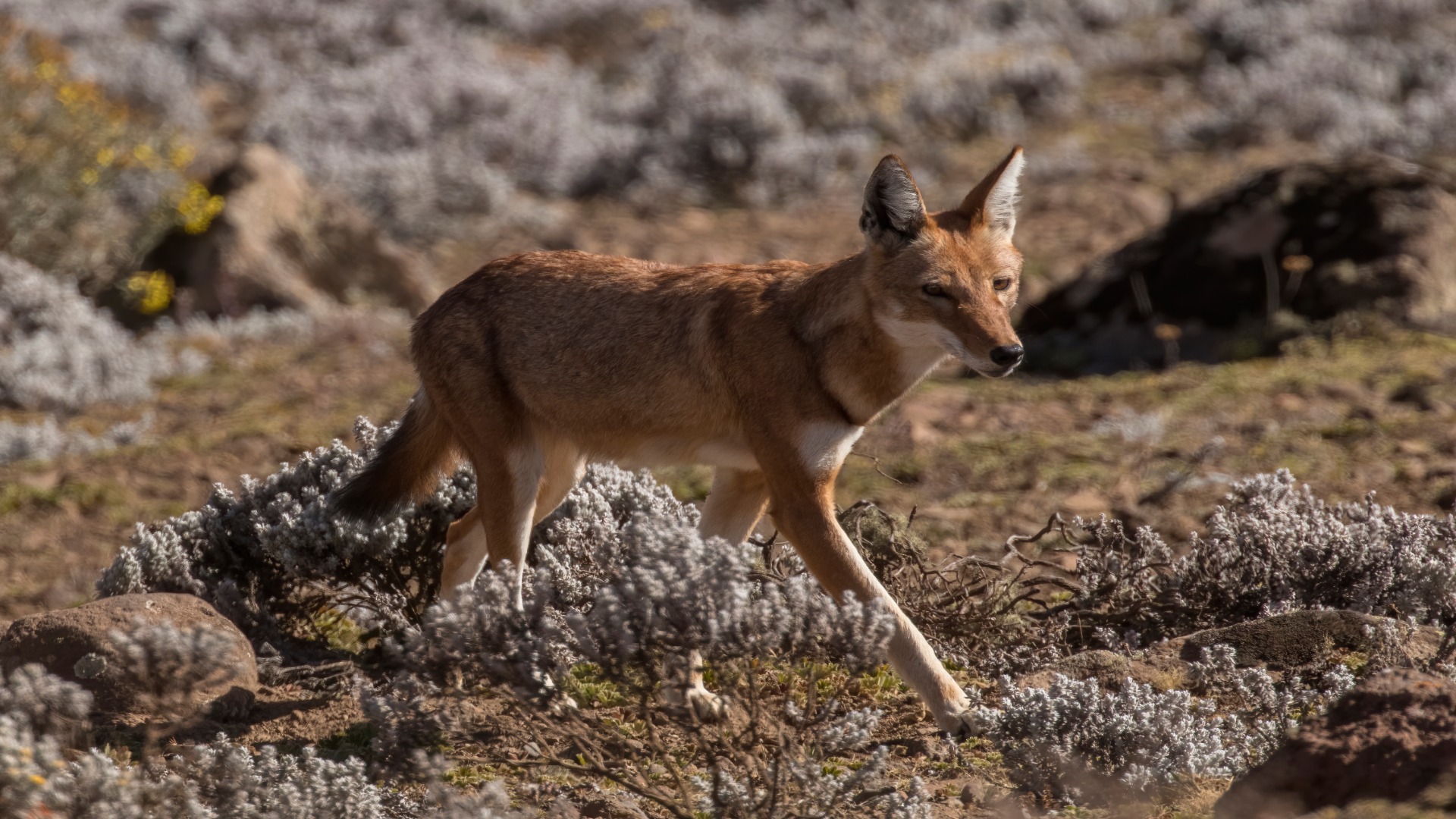 A wolf navigates through the brush, its sharp eyes alert as it searches for food in the wild landscape.
