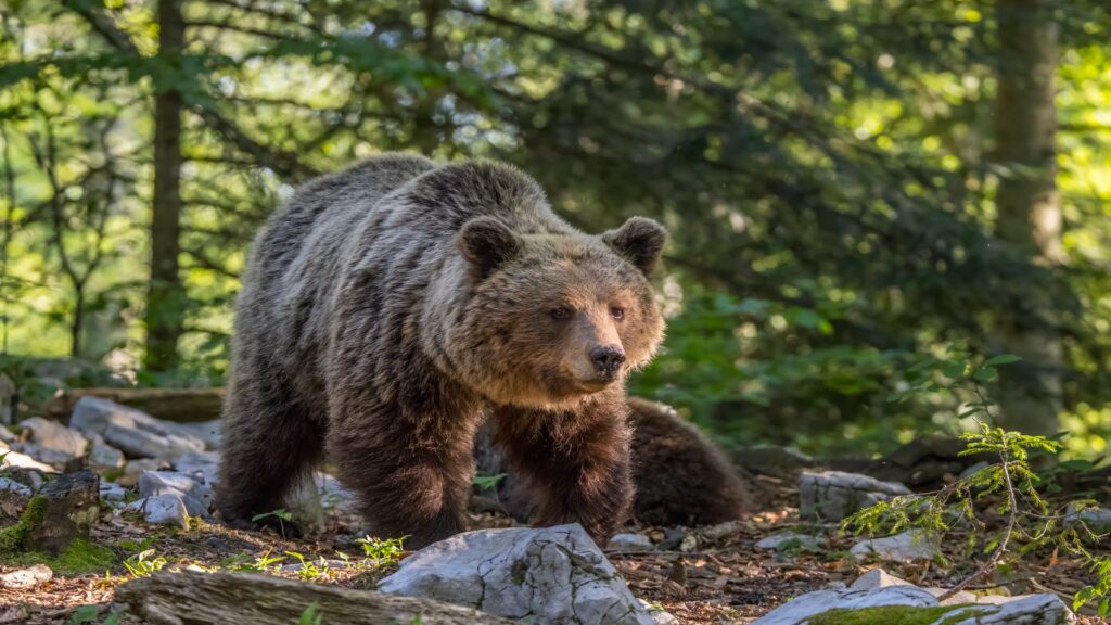 A brown bear strides through a lush green forest, surrounded by tall trees and dappled sunlight filtering through the leaves.