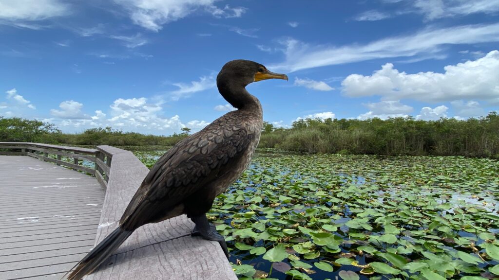 A bird stands on a weathered wooden boardwalk, surrounded by natural scenery.