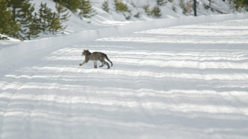 A mountain lion walks along a snow-blanketed road, leaving paw prints in the fresh powder.