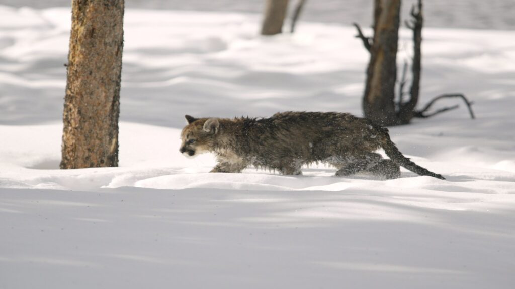 A curious cat explores a snowy landscape, its fur contrasting against the bright white snow as it steps carefully.