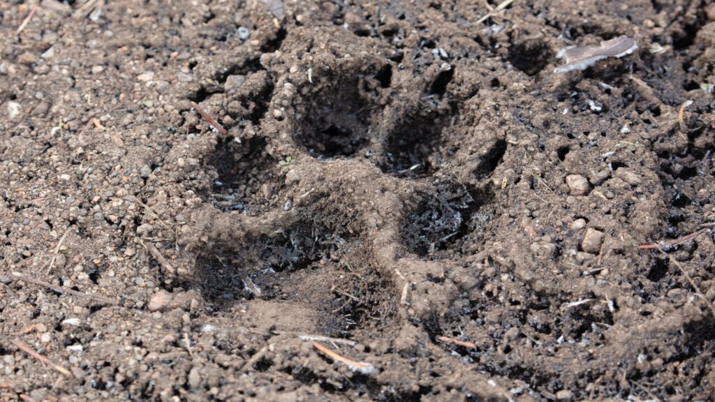 A wolf paw print left in the dirt, featuring clear outlines of the claws and pads, indicating its presence in the area.